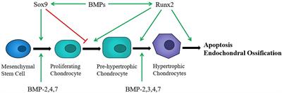 Molecular Mechanisms of Chondrocyte Proliferation and Differentiation